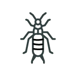 Earwigs
